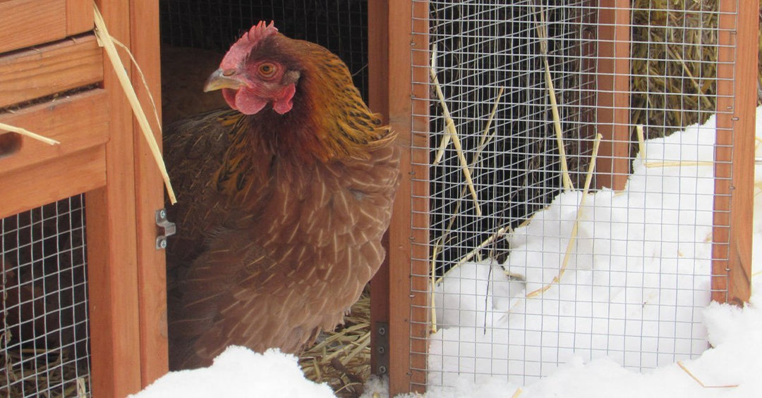 Do I Need to Heat My Coop in the Winter?