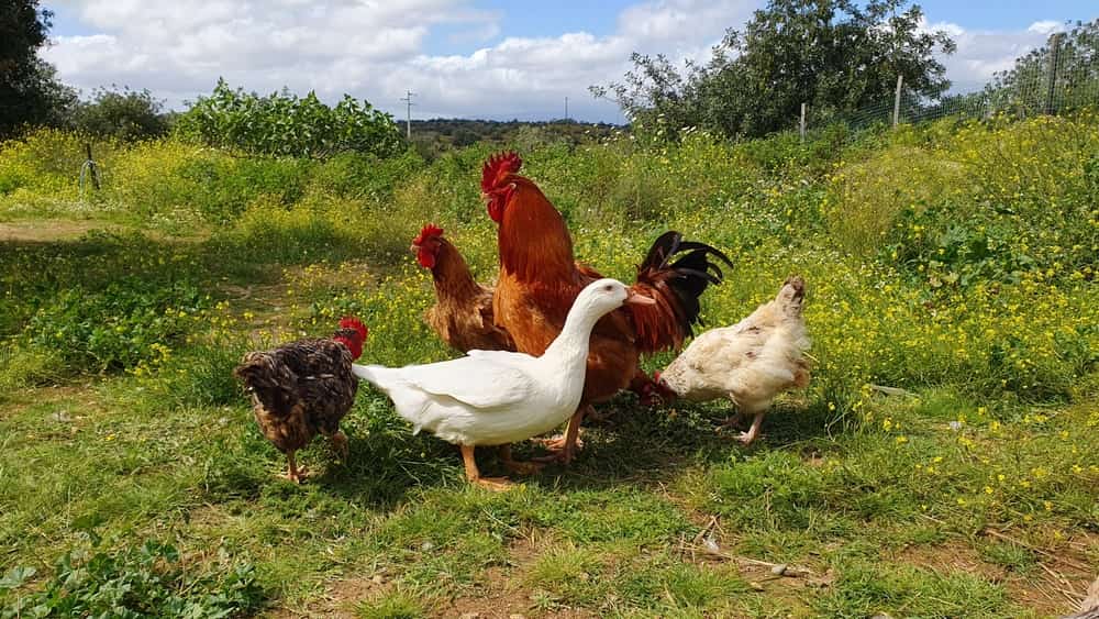 chickens and a ducks standing together