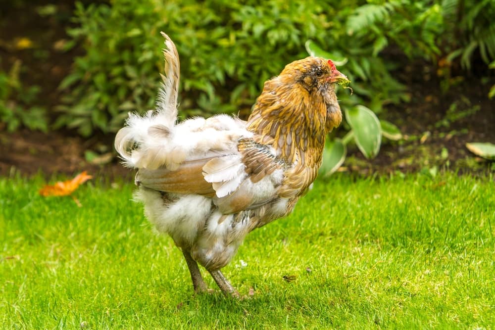 chicken molting in a yard