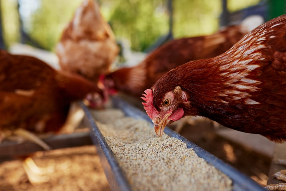 Seasonal Poultry Feeding Guide: How Nutrition Changes From Winter to Summer for All Species