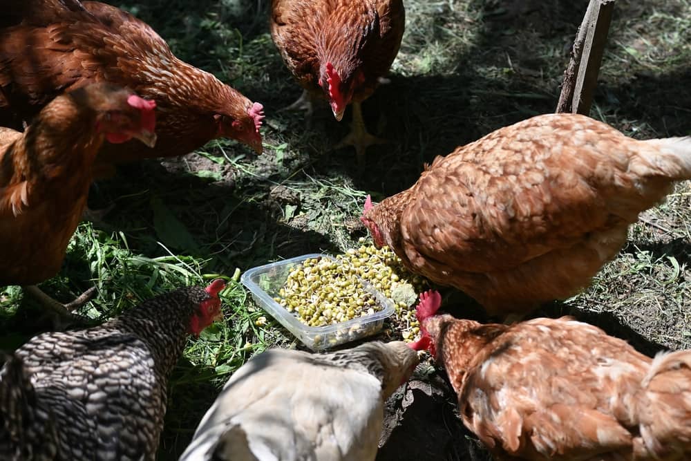 Free-range chickens grazing
