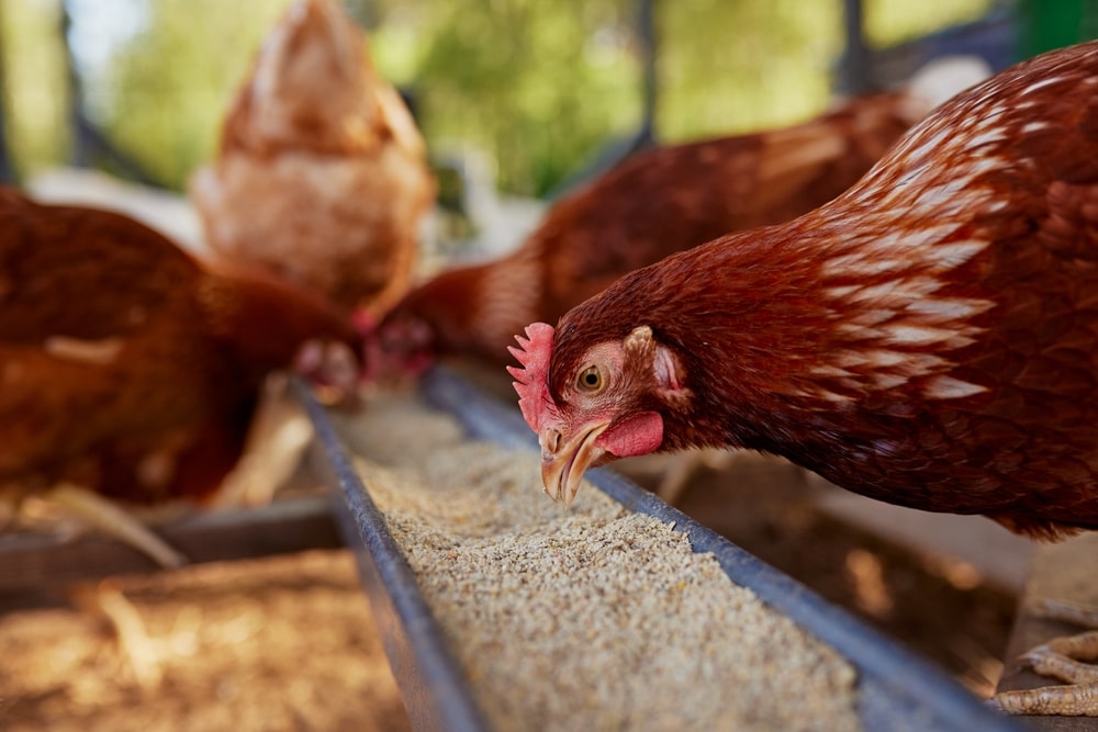 Vitamins for Chickens 101: What Vitamins are Essential?