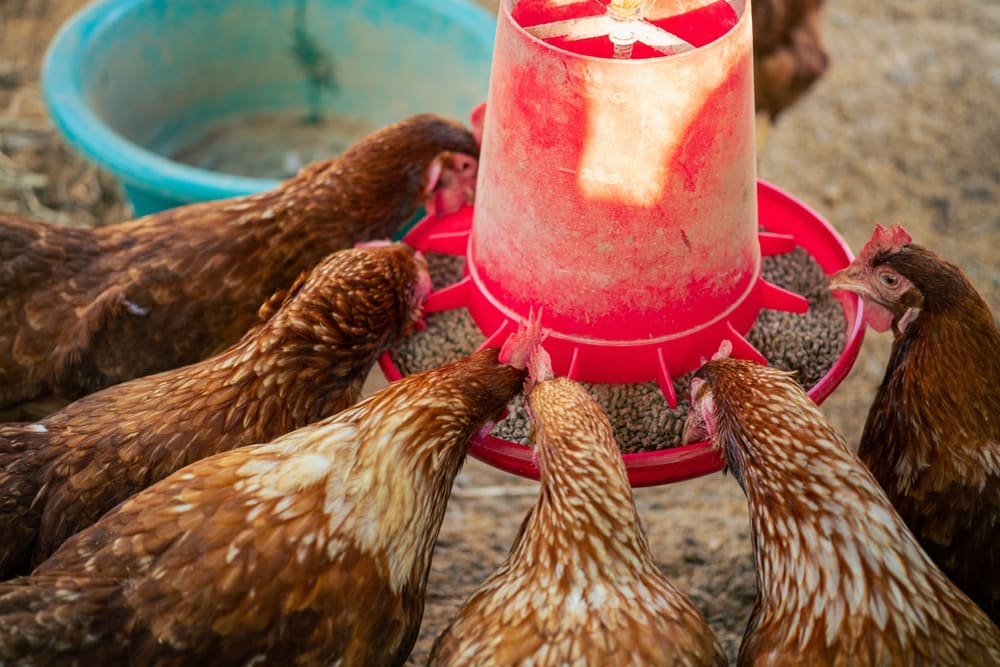 Pellets vs Crumbles for Chickens | Henhouse Reserve Guide – Kalmbach Feeds®