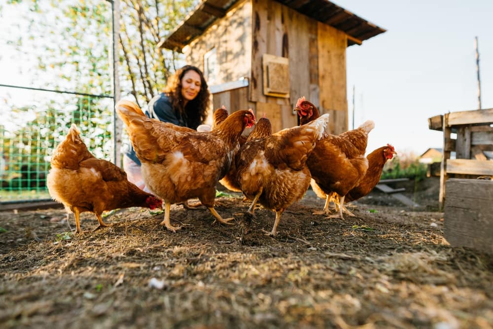 woman in chicken coop enjoying farm life