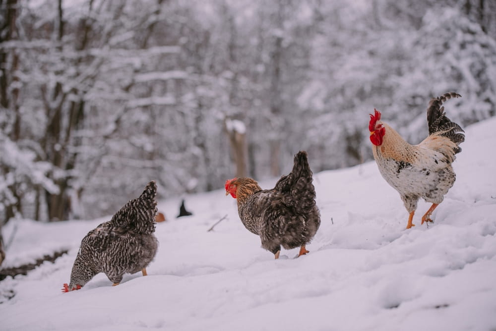 Winter Chicken Care: How to Keep Your Hens Healthy During Cold Weather