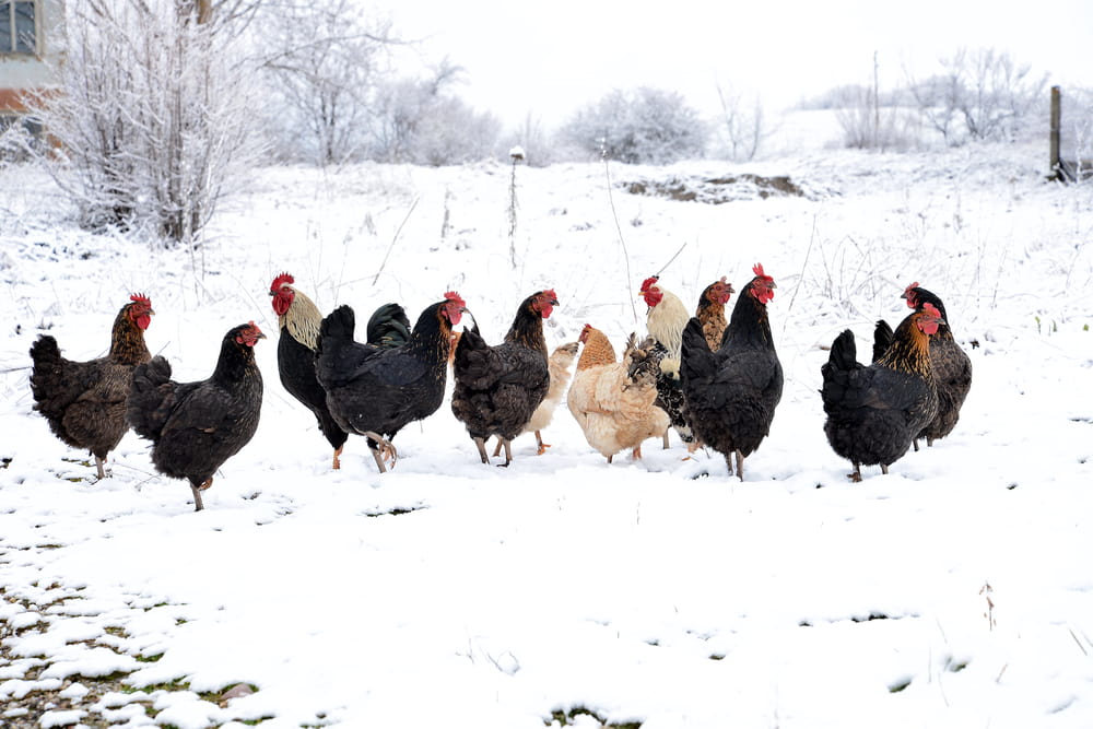 chickens standing in snow