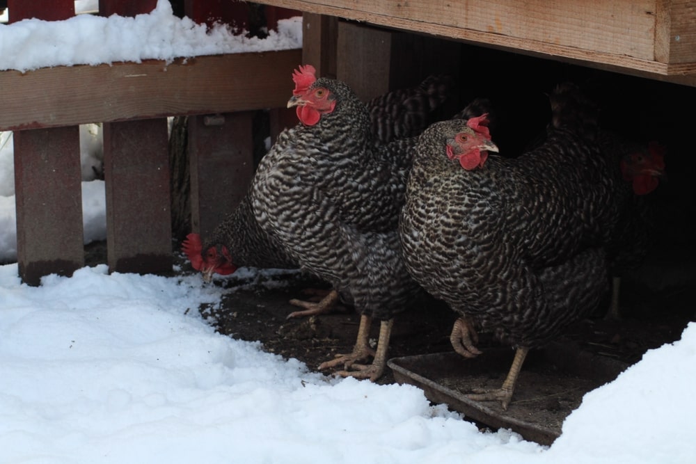 chickens in a coop in the snow