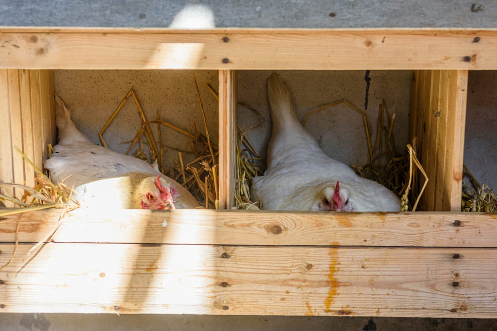 Two chickens resting on straw