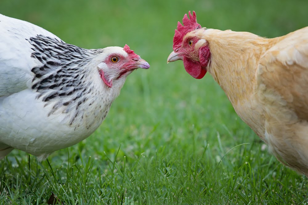 What is a Chicken Pecking Order?