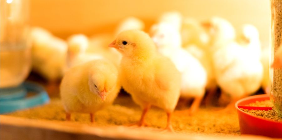 chickens in a brooder with a feeder and a drinking bowl