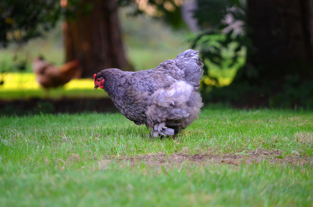 cochin chicken grazing in a field