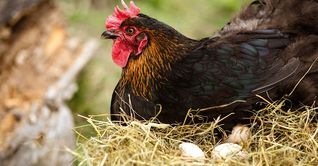 5 Great Methods To Keep Snakes Away From Chicken Coops