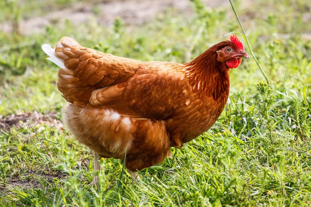 Golden Comet Chickens: Your Go-To Care Guide