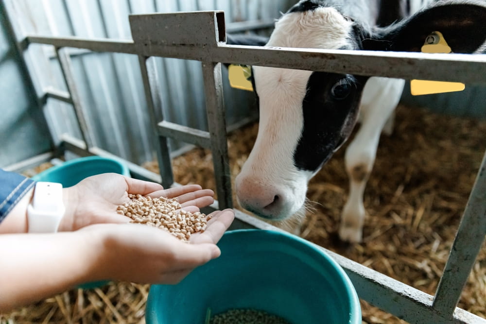 Why Feed Freshness Matters More Than You Might Think