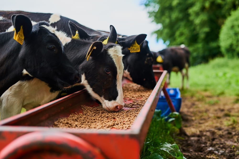 cows eating from a feeder
