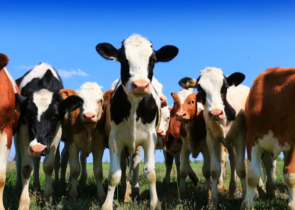 Calf Starter Feed Intake Problems: Why Calves Refuse Starter & How To Fix It