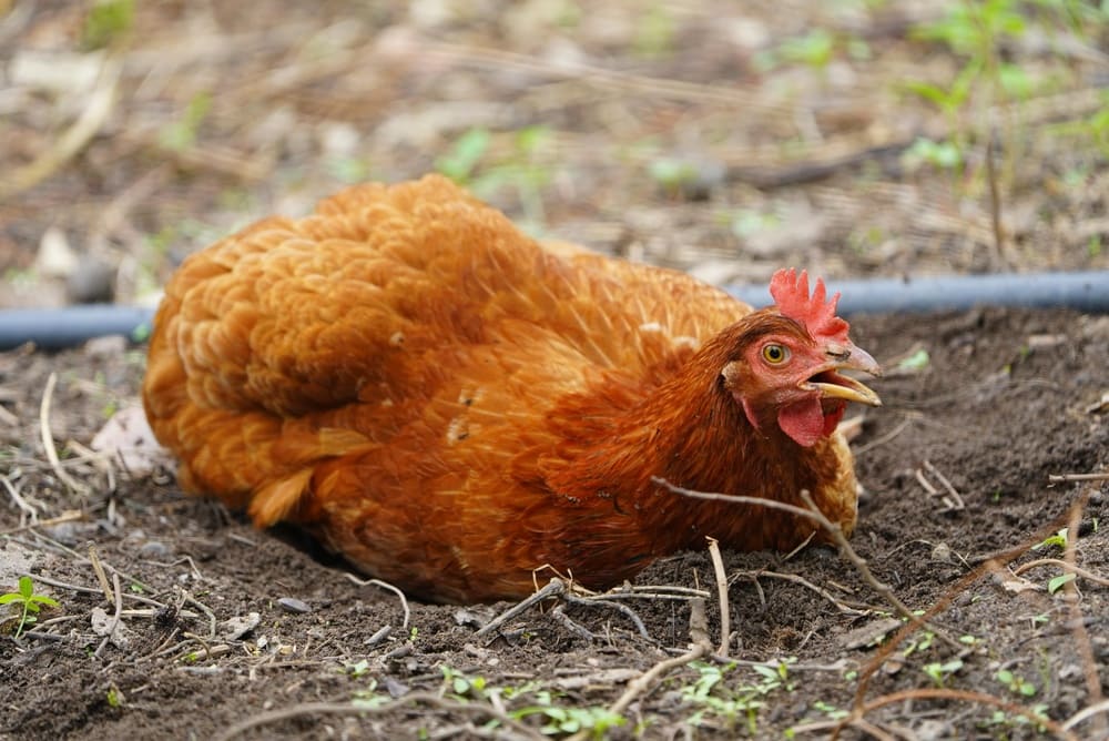 The Complete Guide to Helping Chickens Through Summer Heat