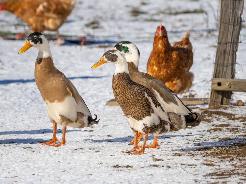 Winter Care for Ducks & Geese in Backyards & Homesteads