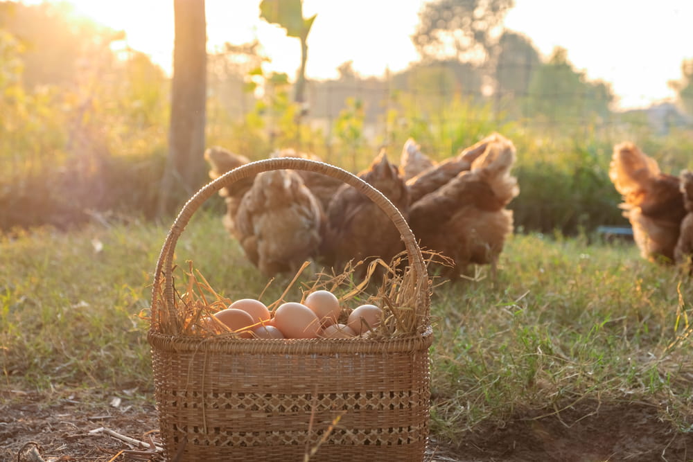 eggs in a basket with chickens behind