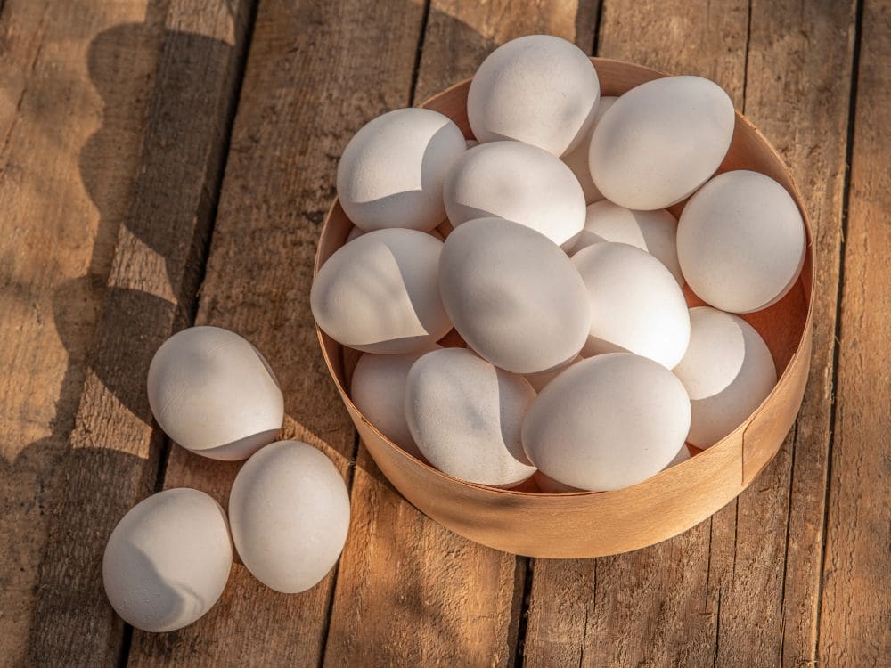 Understanding Amino Acid & Protein Requirements for Laying Hens in Backyard Flocks