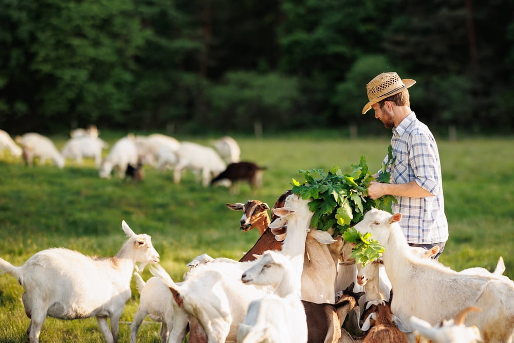 farmer feeding his goats