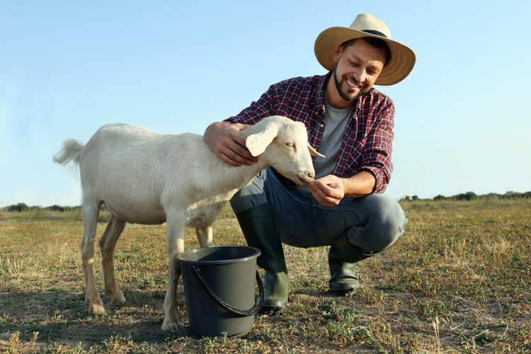 How to Transition Goats to a New Feed Without Digestive Stress