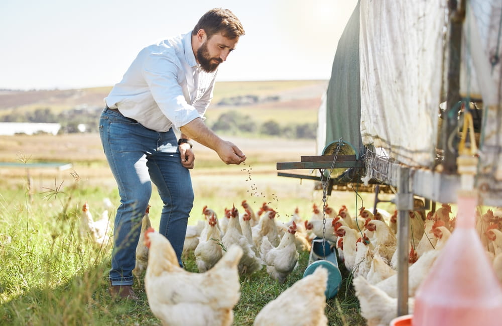 Why Feed Consistency Matters More Than Feed Variety