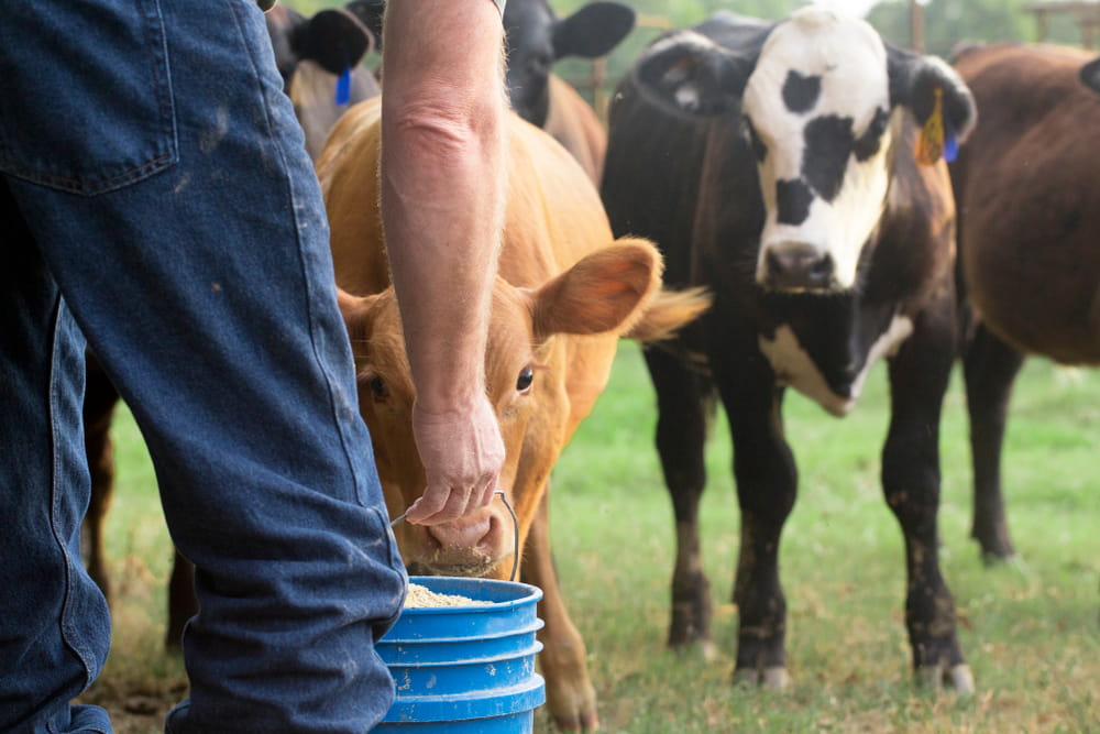 Farmer Feeding His Baby Cows