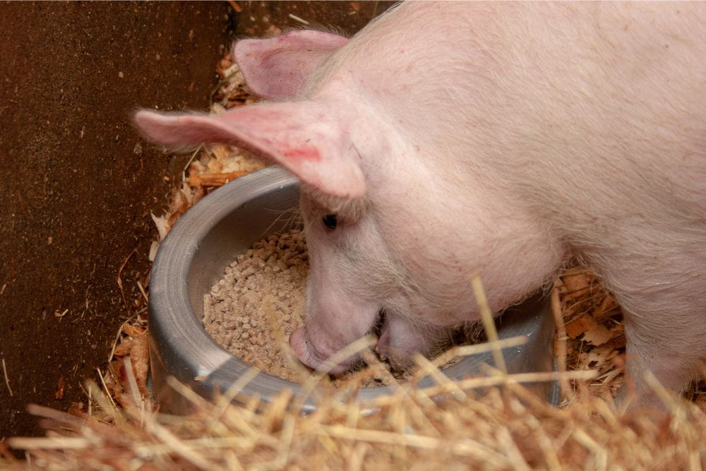 Swine Feed Formulation Basics: Balancing Energy, Protein, And Growth Targets