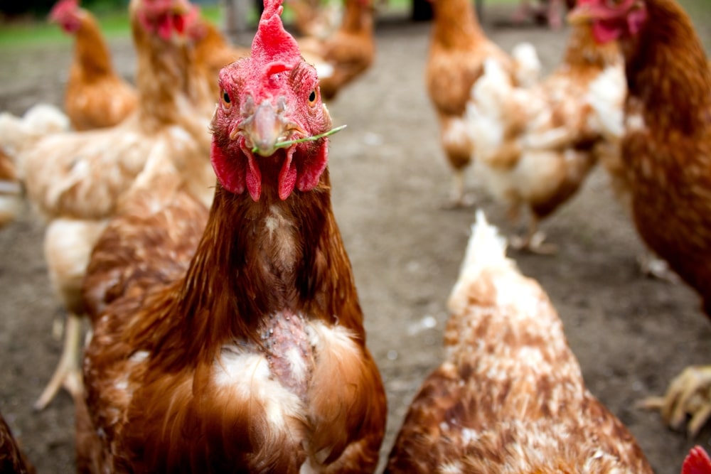 Flocks of free-range chickens foraging