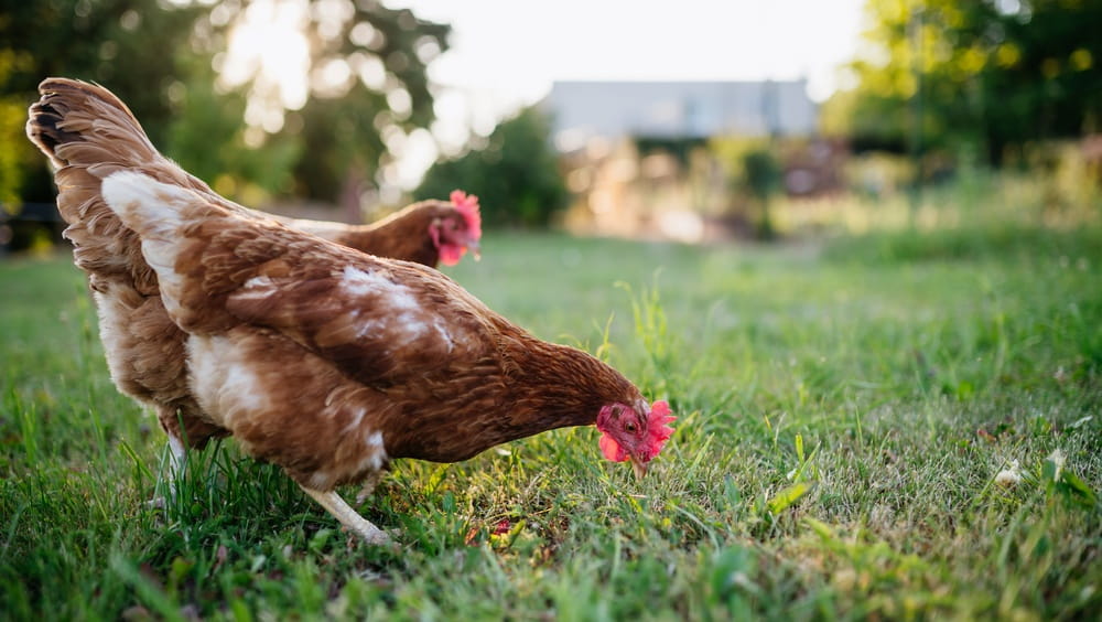 Older Hen Nutrition: How to Support Laying Hens Through Every Stage