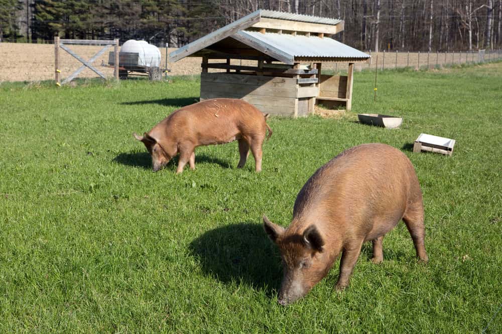 free range Tamworth pigs grazing