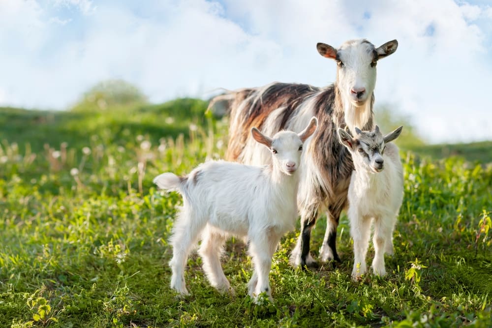 How to Raise Goats: A Helpful Beginner's Guide