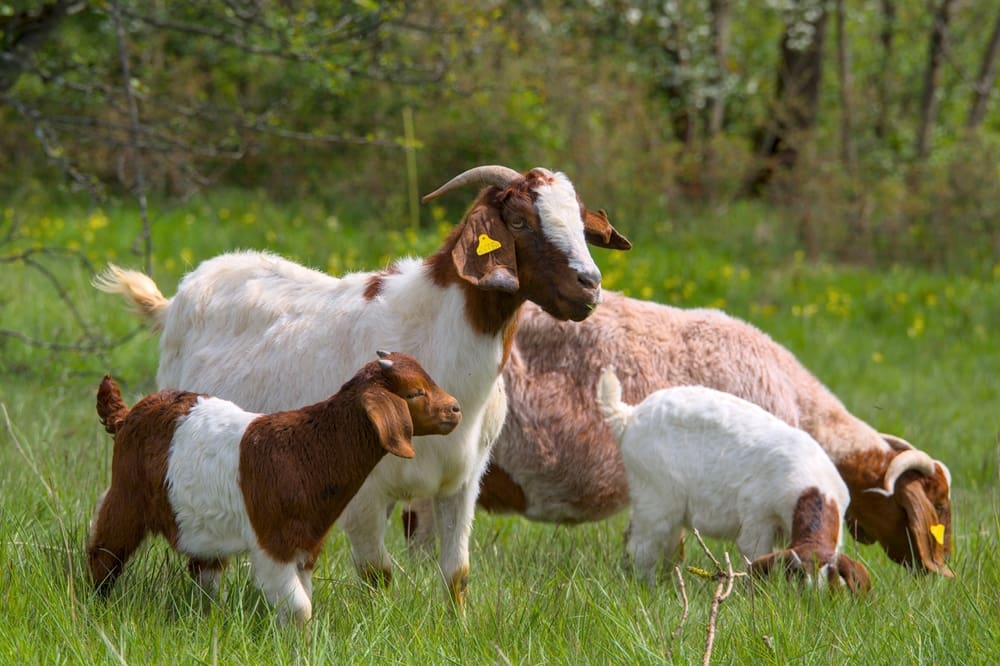 Goat Minerals: Mineral Block vs Free-Choice Minerals (How to Manage Intake, Not Just “Offer It”)