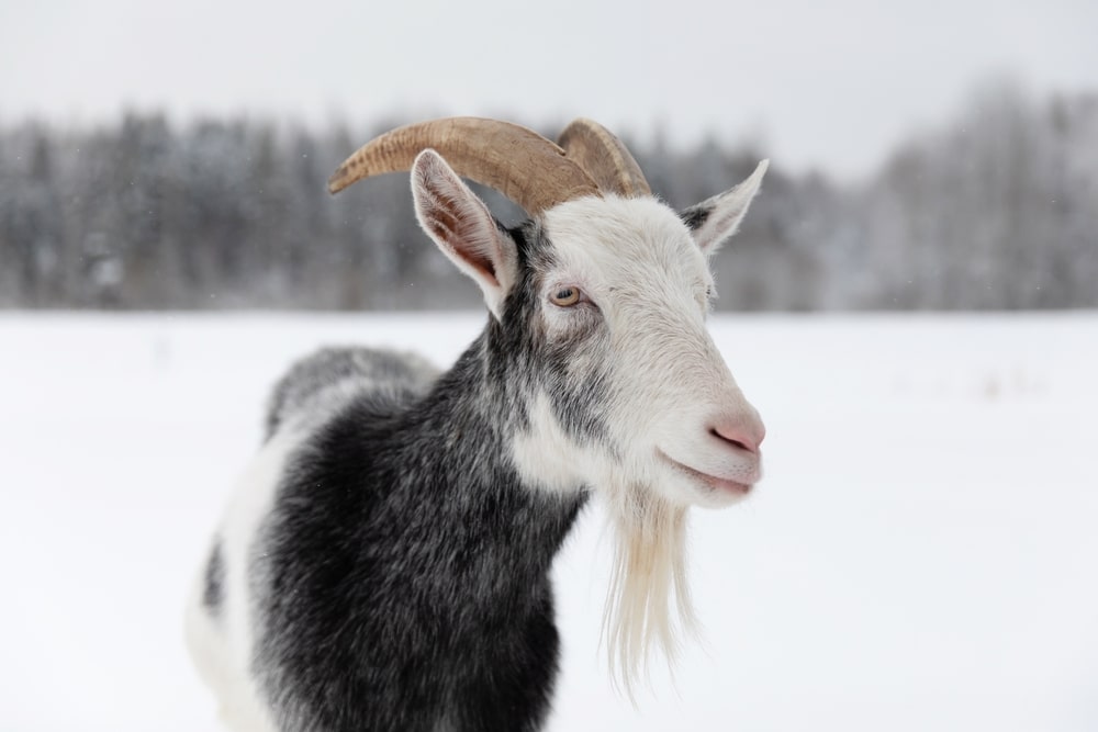 goat standing in the snow