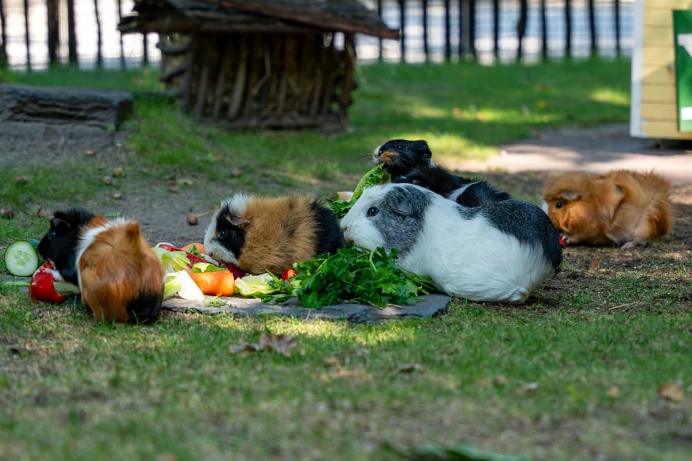 guinea pigs eating in the grass