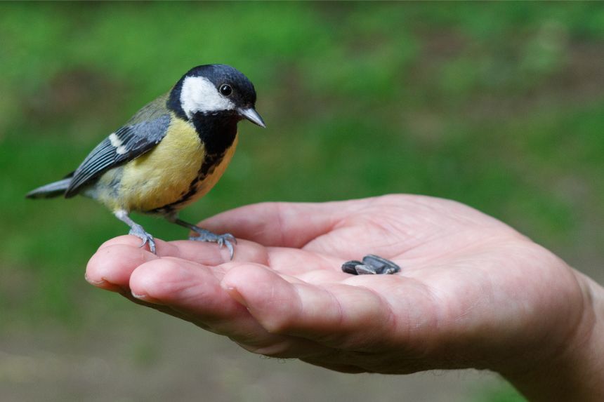 feeding bird with hand