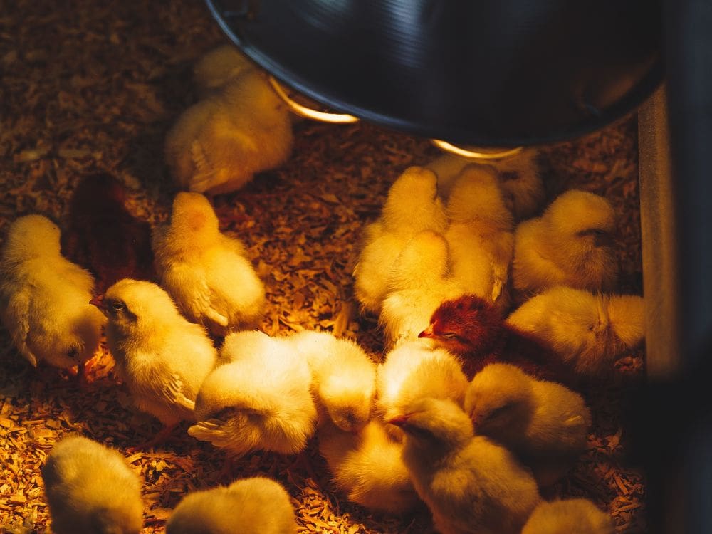 Chick Feed: Why Lighting Schedules Change Chick Feed Intake (and What to Do About It)