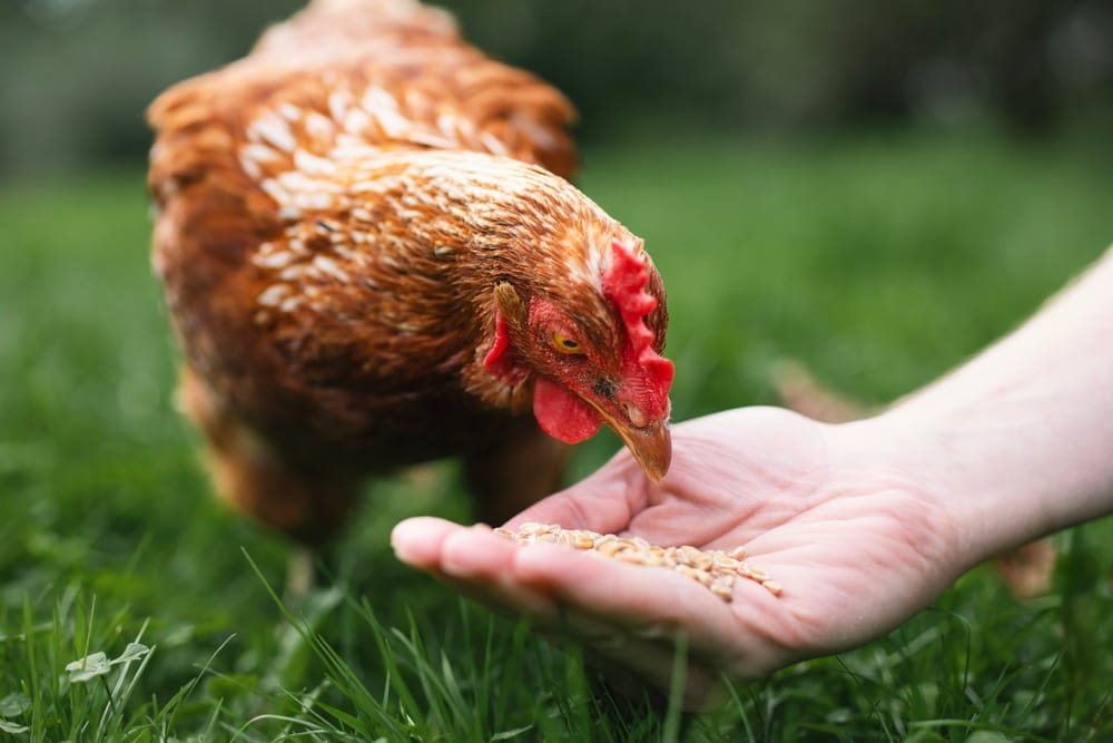 What to Feed Older Backyard Chickens