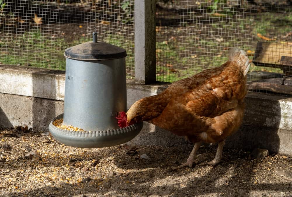 Hen feeding from a feeder