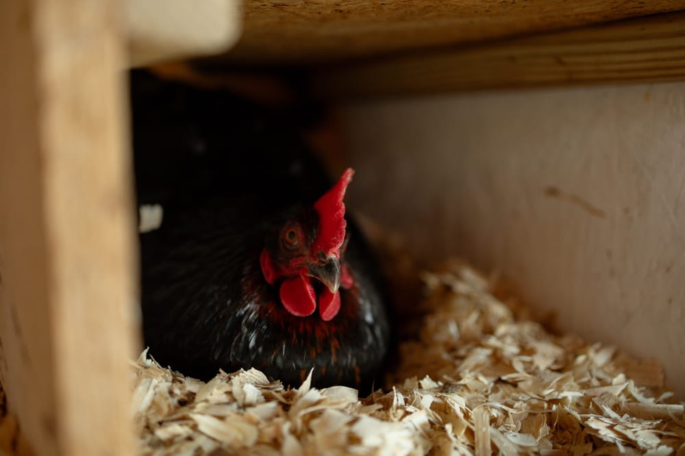 Why Has My Hen Stopped Laying Eggs?