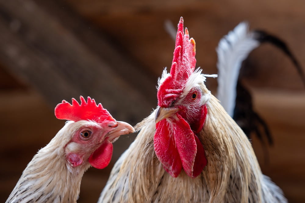 A Practical Guide to Backyard Chicken Behavior Problems