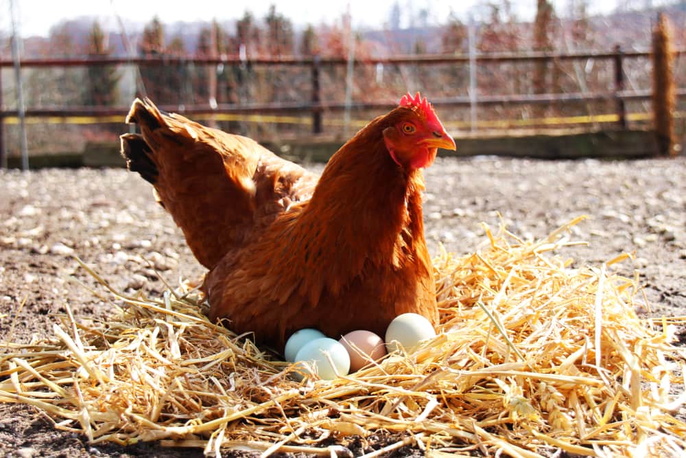 hen sitting on her eggs