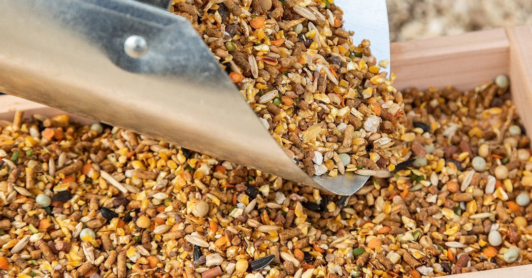 The Scoop on Fermenting Chicken Feed