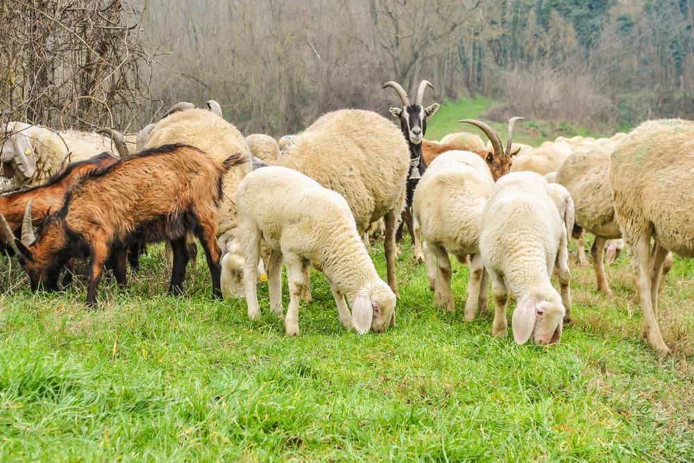 herd of goats grazing in a field