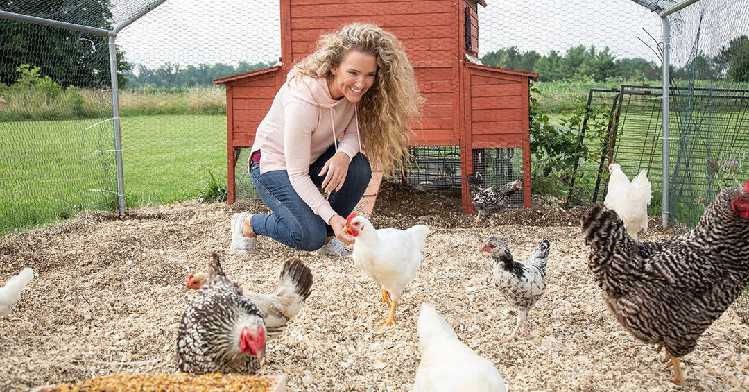 Complete Beginners’ Guide to Raising Chickens