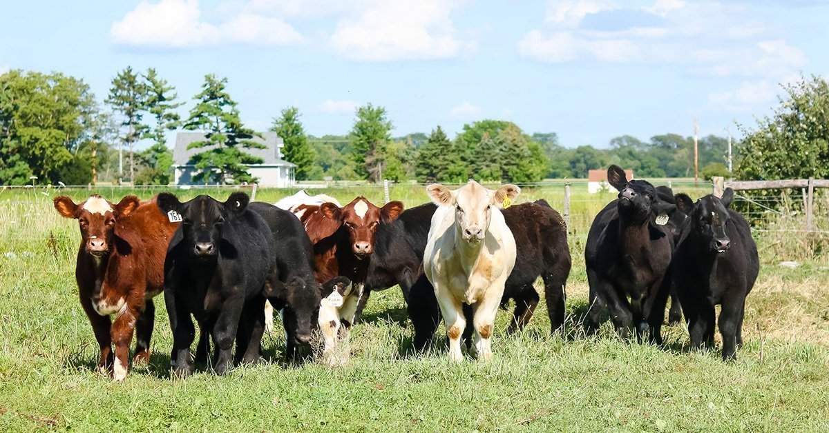 show cattle out on pasture