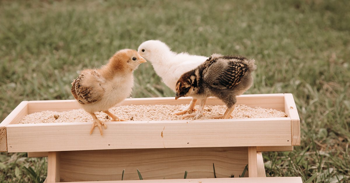 backyard chicks eating chickhouse reserve chick feed out of a chicken feeder