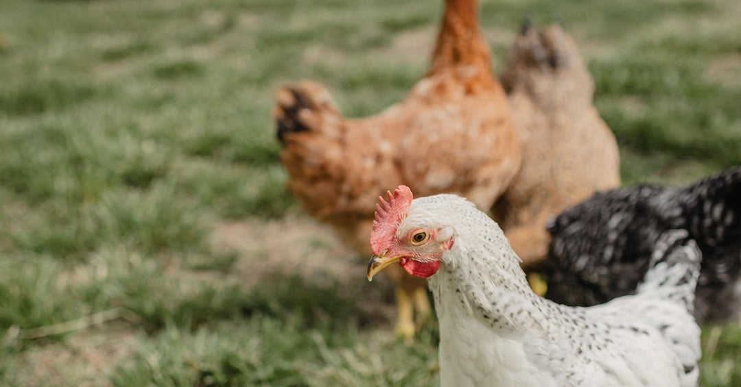 Henopause – How Does A Hen’s Age Affect Egg Production?