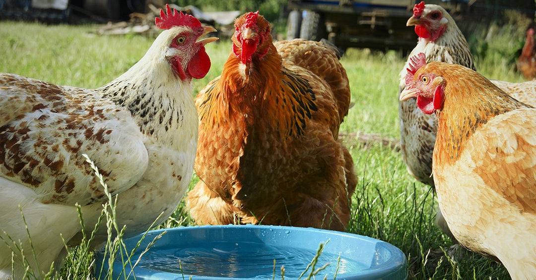 How Do Chickens Regulate Their Temperature?